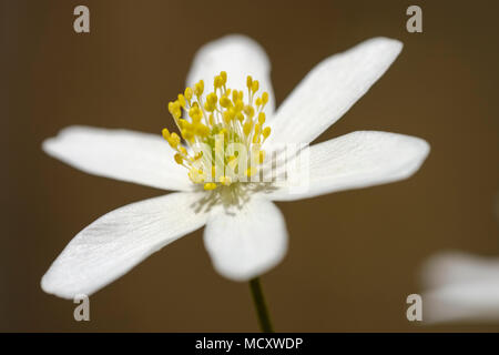 Buschwindröschen (Anemone officinalis), Blüte, Oberbayern, Bayern, Deutschland Stockfoto