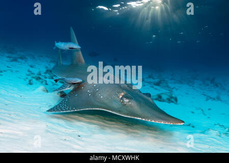 Riesige Guitarfish (Rhynchobatus djiddensis) mit Live (Echeneis naucrates sharksucker), Malediven, Indischer Ozean Stockfoto