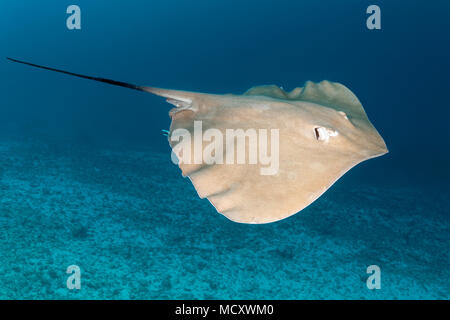 Rosa Himantura whipray (FAI) schwimmt über Sandgrund, Indischer Ozean, Malediven Stockfoto