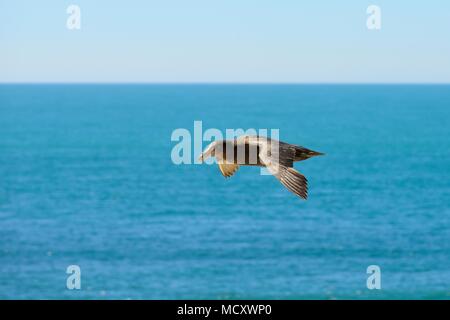 Southern giant Petrel (Macronectes giganteus) im Flug über das Meer, die Halbinsel Valdes, Chubut, Argentinien Stockfoto