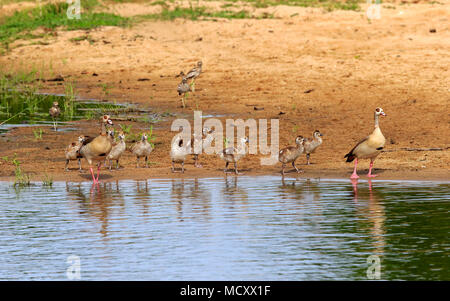 Nilgänse (Alopochen aegyptiacus), Tier Familien durch das Wasser, Erwachsene mit jungen Vögeln, Sabi Sand Game Reserve Stockfoto