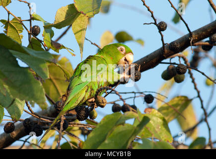 Kubanische Parakeet (Psittacara euops) anfällig, Zapata Halbinsel, Kuba Stockfoto