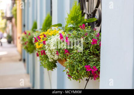 Blumen in Blumenkästen auf Rainbow Row, Charleston, South Carolina, USA Stockfoto