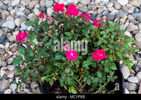 Miniatur red rose Bush im Frühjahr gepflanzt Stockfoto