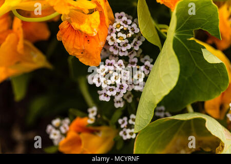 Mehrere kleine weiße Blüten, Peaking aus dem nasturtiums Stockfoto