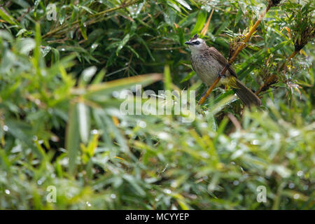 Yellow-Vented Bulbul pose in ruhigen Bamboo Garden Stockfoto