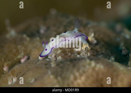 Nudibbranch Doris tryoni, Juvenile. Bild wurde in der Banda Sea, Ambon, West Papua, Indonesien Stockfoto