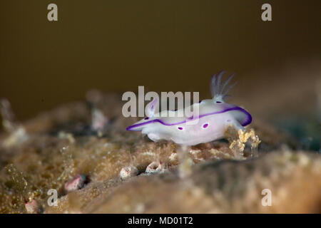 Nudibbranch Doris tryoni, Juvenile. Bild wurde in der Banda Sea, Ambon, West Papua, Indonesien Stockfoto