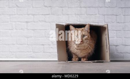 Ingwer süße Katze in einem Karton und neugierig in die Kamera schauen. Stockfoto