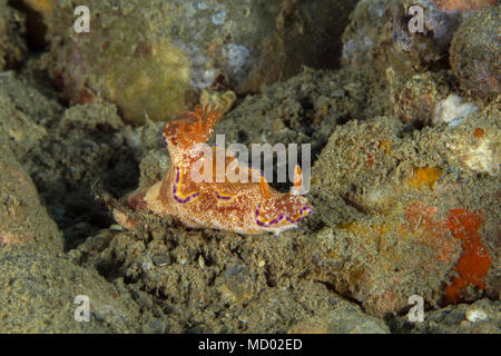 Nacktschnecke Ceratosoma tenue. Bild wurde in der Banda Sea, Ambon, West Papua, Indonesien Stockfoto