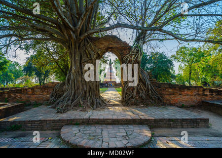 Antike alte Pagode im Rahmen der Tür der zerstörten Mauer durch Baum im Wat Phra Ngam buddhistischen Tempel in Ayutthaya, Thailand abgedeckt Stockfoto