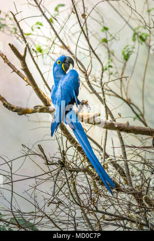 Der Hyazinthara ist ein grosser Papagei mit blauen Gefieder mit gelben Augen. Stockfoto