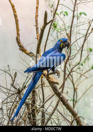 Der Hyazinthara ist ein grosser Papagei mit blauen Gefieder mit gelben Augen. Stockfoto