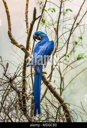 Der Hyazinthara ist ein grosser Papagei mit blauen Gefieder mit gelben Augen. Stockfoto