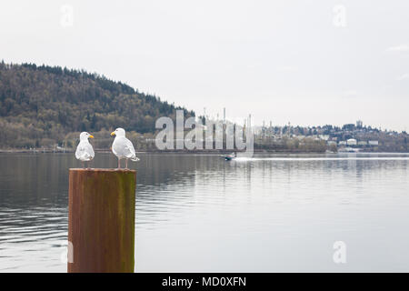 NORTH VANCOUVER, BC, Kanada - 09.April 2018: Die parklandschaft Raffinerie auf Burnaby Mountain, mit Pipeline Bauarbeiten statt. Stockfoto