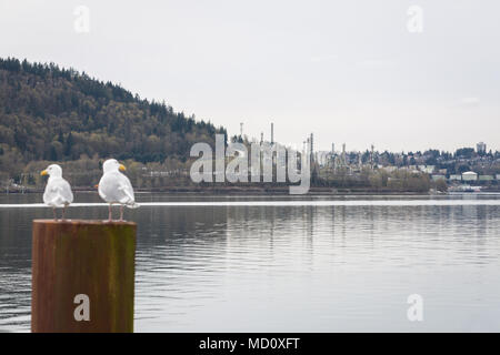 NORTH VANCOUVER, BC, Kanada - 09.April 2018: Die parklandschaft Raffinerie auf Burnaby Mountain, mit Pipeline Bauarbeiten statt. Stockfoto