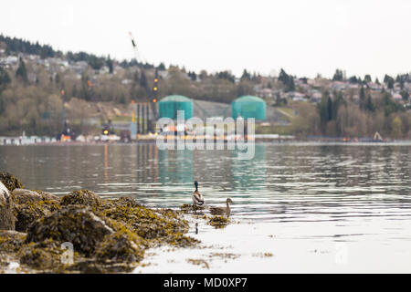 NORTH VANCOUVER, BC, Kanada - 09.April 2018: Die parklandschaft Raffinerie auf Burnaby Mountain, mit Pipeline Bauarbeiten statt. Stockfoto