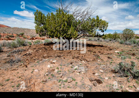 Vieh Übernutzung und Schäden am Büro des Land-Managements Land im Zentrum von Utah zu Weideland Stockfoto