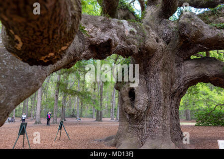 Engel Eiche, Charleston, South Carolina, USA Stockfoto