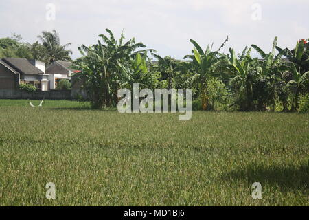 Gruppe von Bananenstauden und Reisfeldern in der Nähe von Wohngebiet in Bandung, Indonesien Stockfoto