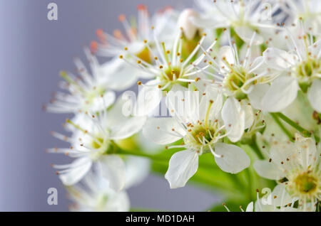Frühling Blumen Makro anzeigen. Flach tief und selektiven Fokus Stockfoto