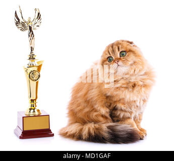 Gold Chinchilla. Porträt eines Scottish Fold Katze mit einem siegreichen Schale Stockfoto