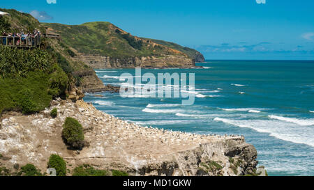 Panoramablick auf muriwai Gannett collony in der Nähe von Auckland, Neuseeland, Nordinsel Stockfoto