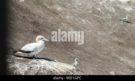 Mutter hat mit ihren Jungen auf der Klippe gesittet In Muriwai Gannet Kolonie auf der Nordinsel von New Seeland Stockfoto