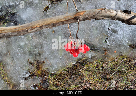 Filiale der viburnum mit roten Beeren über Graues schmelzenden Schnee - Frühling Natur Hintergrund in den Wald, um Futter für wilde Tiere und Vögel Stockfoto