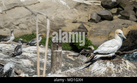 Alte Gannett mit Jungen Schuß auf muriwai Gannett collony in der Nähe von Auckland, Neuseeland, Nordinsel Stockfoto