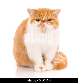 Exotic Shorthair Katze, sitzend Stockfoto