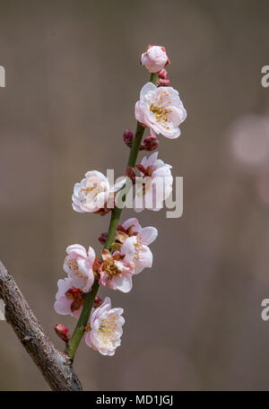 Pflaume bloossom auf schwarzem Hintergrund Stockfoto