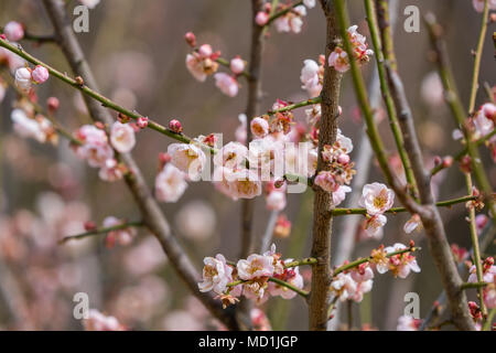 Pflaume bloossom auf schwarzem Hintergrund Stockfoto