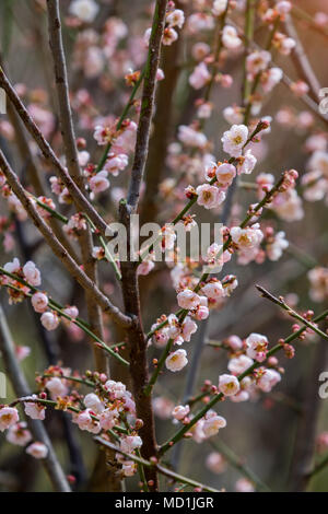 Pflaume bloossom auf schwarzem Hintergrund Stockfoto