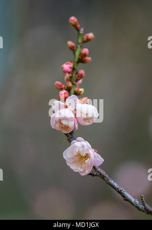 Pflaume bloossom auf schwarzem Hintergrund Stockfoto