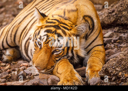 Blick auf den Kopf einer Bengal Tiger (Panthera tigris) ruhenden halb schlafend, den Kopf auf die Pfoten, Ranthambore Nationalpark, Rajasthan, Nordindien Stockfoto