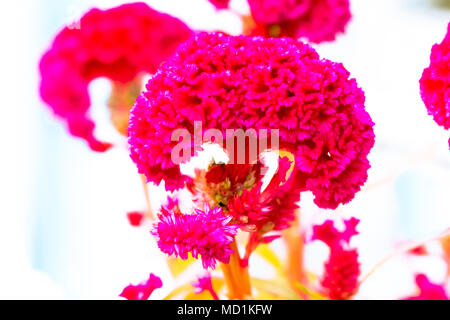 Cockscomb Blume Pastelltönen zu kreativen Muster und Strukturen Design mit Hintergrund banner Stockfoto