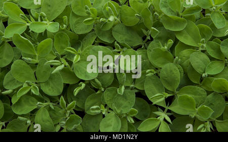 Sweet Pea seedings in einem Fach Stockfoto