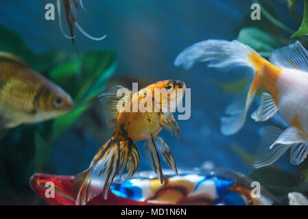 Gruppe der Fische im blauen Wasser. Exotic aquarium Thema Stockfoto