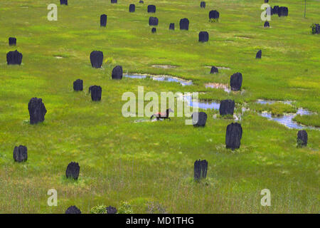 Pferd läuft unter Termitenhügel Stockfoto