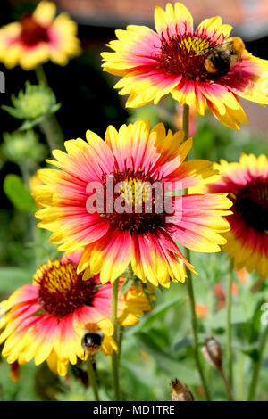 Die leuchtend gelbe und rote Blumen der Gaillardia pulchella 'Picta' auch bekannt als Decke Blume. Es ist eine kurzlebige Staude pflanze Nord ein Stockfoto