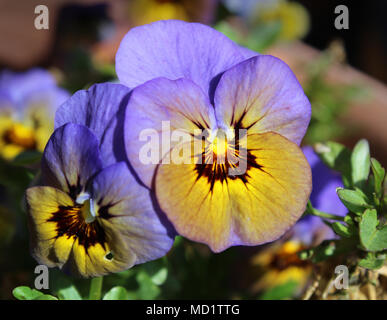 Schöne und Ungewöhnliche violett blau gefärbten Viola Blume, sonnendurchfluteten und in Nahaufnahme Stockfoto