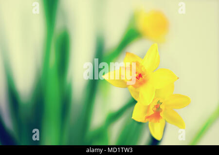 Leuchtend gelbe Narzissen, Narzissen. Frühling und Ostern. Freier Platz für Ihren Text. Stockfoto