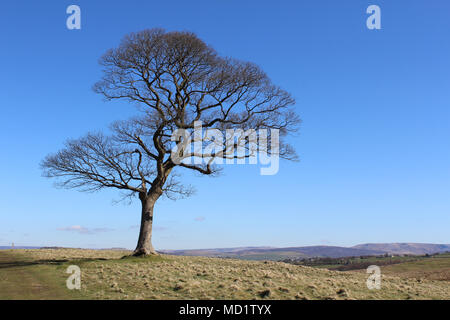 Eine schöne einsame Laubbaum, vor dem Hintergrund des blauen Himmels und die natürliche Landschaft der offenen Moor und Hügel. Stockfoto