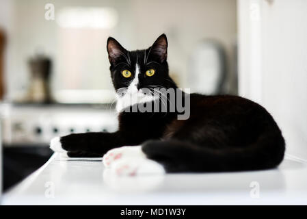 Schwarze und weiße Hauskatze, zu Hause liegen, entspannend und ruhig. Stockfoto