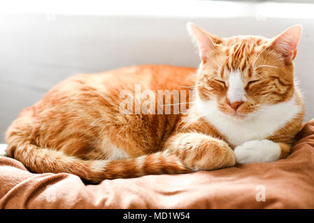 Ginger cat Schlafen auf der Couch zu Hause, ein schönes Haus, Katze. Stockfoto