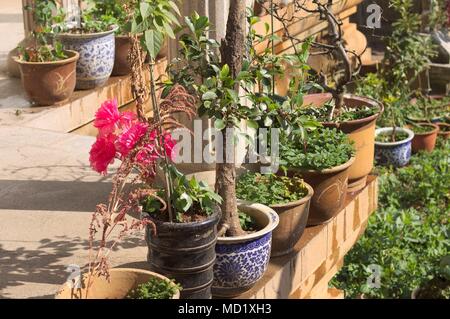 Vasen mit farbigen Pflanzen im Garten der Yuantong-tempel (Kunming, Yunnan, China) Stockfoto