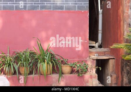 Rosa ruiniert Wand hinter Pflanzen in Yuantong-tempel (Kunming, Yunnan, China) Stockfoto