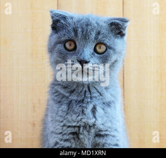 Kätzchen schottische Rasse mit kupierten Ohren. Achten Sie sorgfältig. Stockfoto