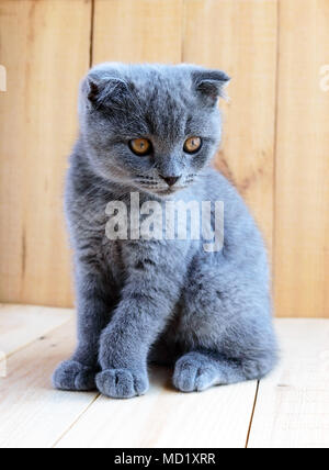 Kätzchen schottische Rasse mit kupierten Ohren. Achten Sie sorgfältig. Stockfoto